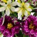 Штучні квіти букет атласних хризантем, 50см